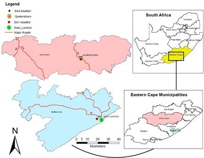 Assessing body condition scores, weight gain dynamics, and fecal egg counts in feedlot and non-feedlot cattle within high throughput abattoirs of the Eastern Cape Province